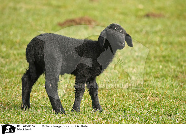 schwarzes Lamm / black lamb / AB-01575