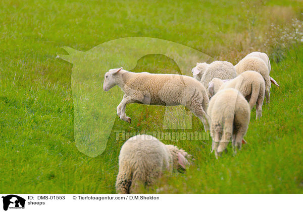 Schafe / sheeps / DMS-01553