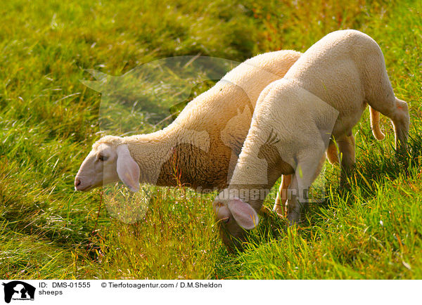 Schafe / sheeps / DMS-01555