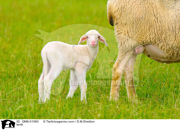 Lamm / lamb / DMS-01560