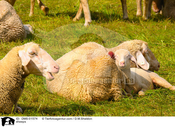 Schafe / sheeps / DMS-01574