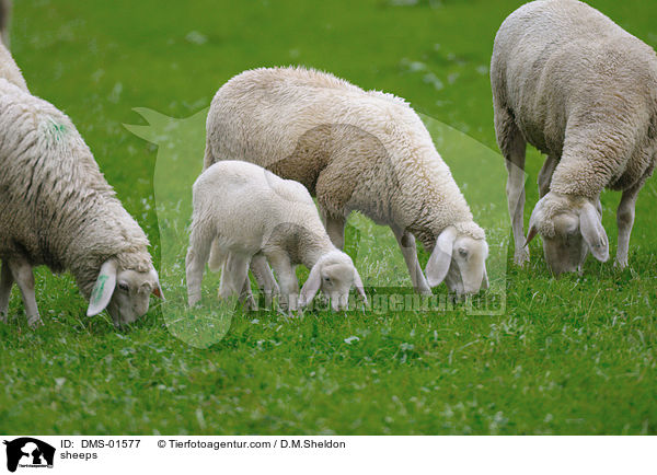 Schafe / sheeps / DMS-01577