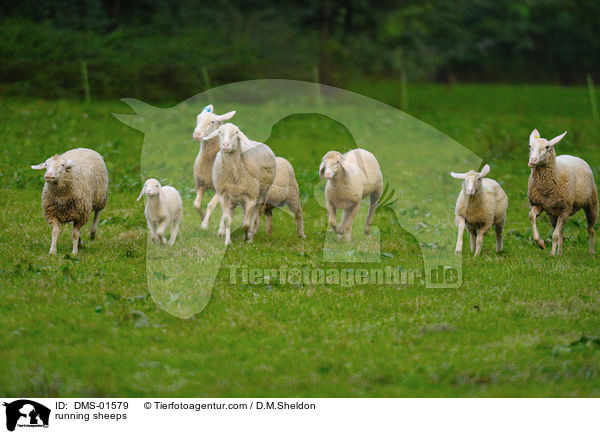 rennende Schafe / running sheeps / DMS-01579