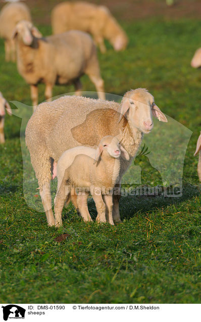 Schafe / sheeps / DMS-01590