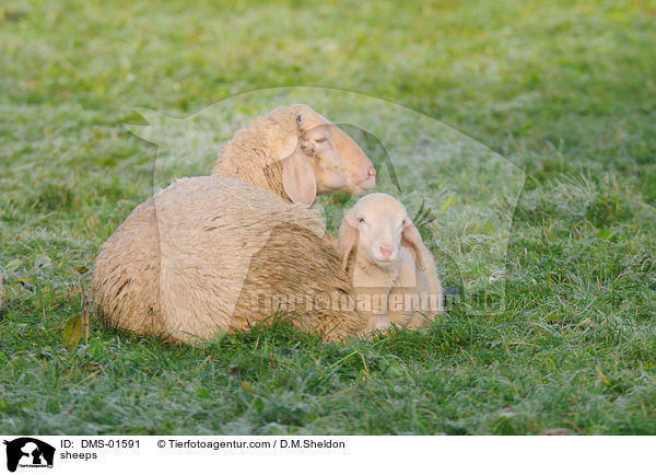 Schafe / sheeps / DMS-01591