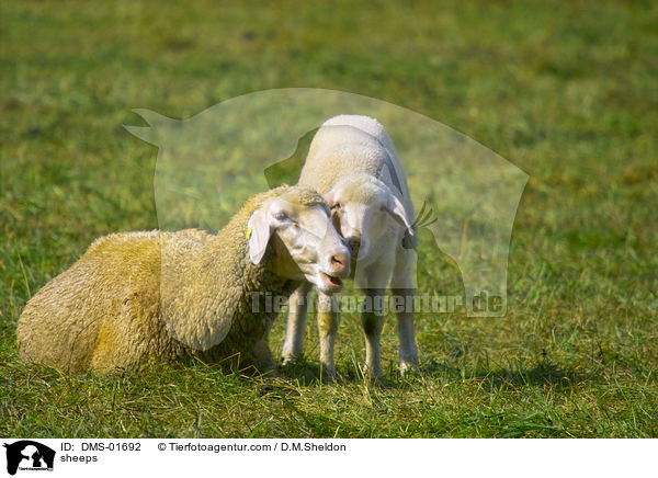 Schafe / sheeps / DMS-01692