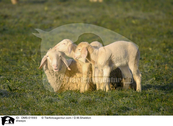 Schafe / sheeps / DMS-01693