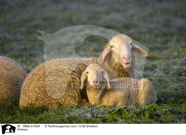 Schafe / sheeps / DMS-01694