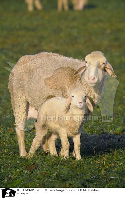 Schafe / sheeps / DMS-01696