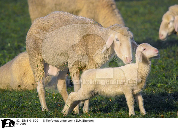 Schafe / sheeps / DMS-01699