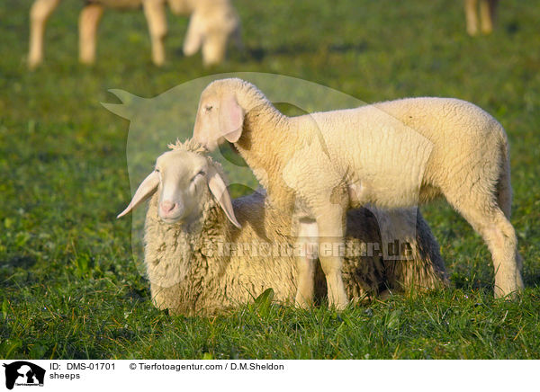 Schafe / sheeps / DMS-01701