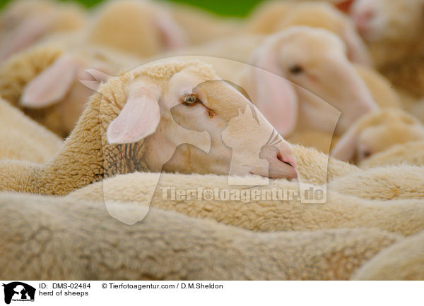 Schafherde / herd of sheeps / DMS-02484