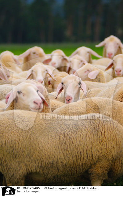 Schafherde / herd of sheeps / DMS-02485