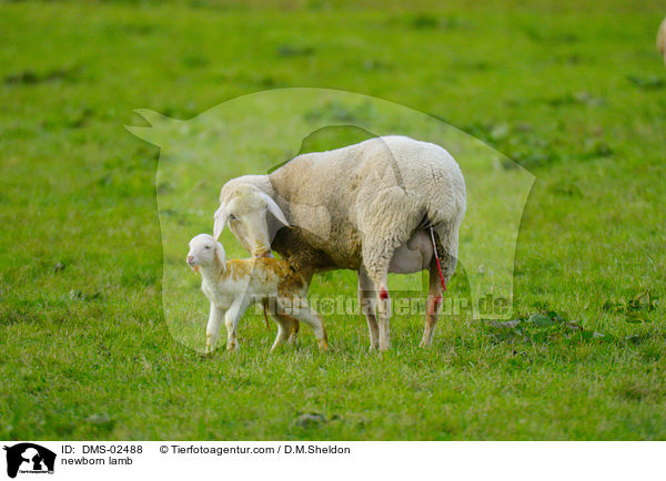 neugeborenes Lamm / newborn lamb / DMS-02488