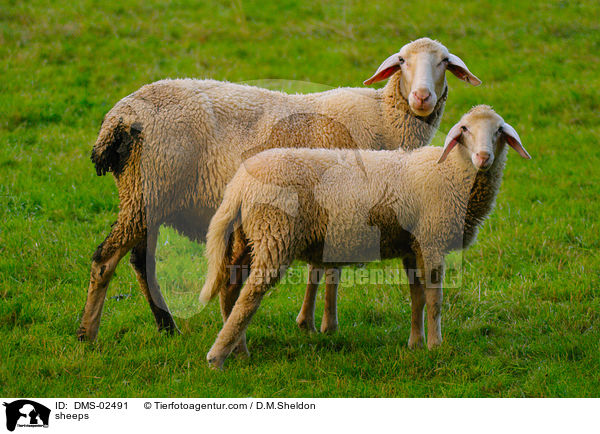 Schafe / sheeps / DMS-02491
