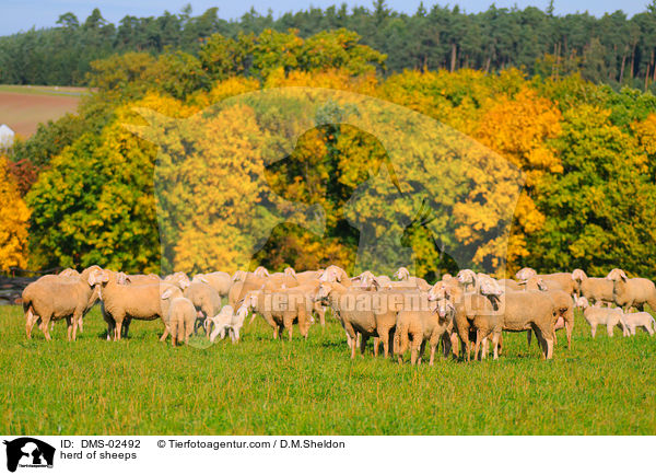 Schafherde / herd of sheeps / DMS-02492