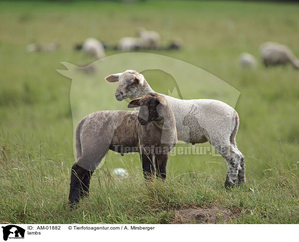 Lmmer / lambs / AM-01882