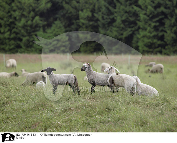 Lmmer / lambs / AM-01883