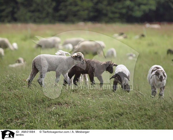 Lmmer / lambs / AM-01884