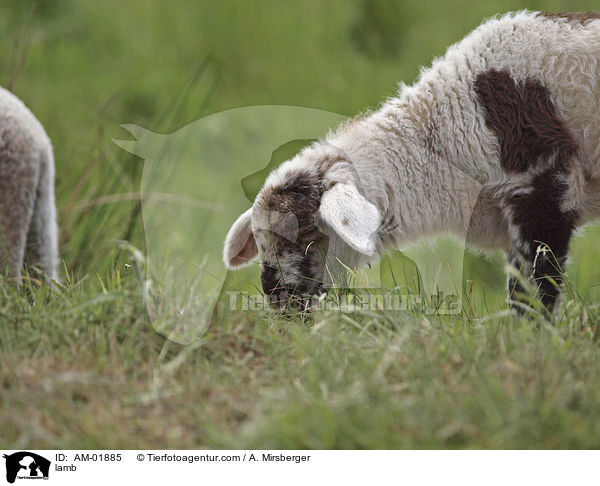 Lamm / lamb / AM-01885