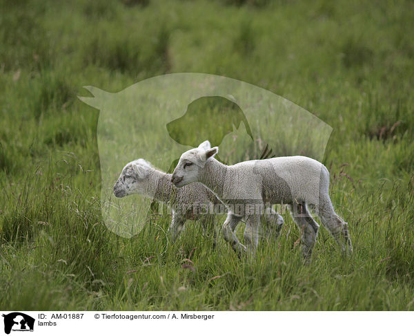Lmmer / lambs / AM-01887
