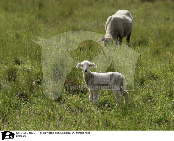 Schafe / sheeps / AM-01890
