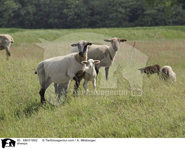 Schafe / sheeps / AM-01892