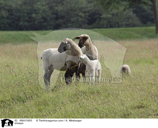 Schafe / sheeps / AM-01893