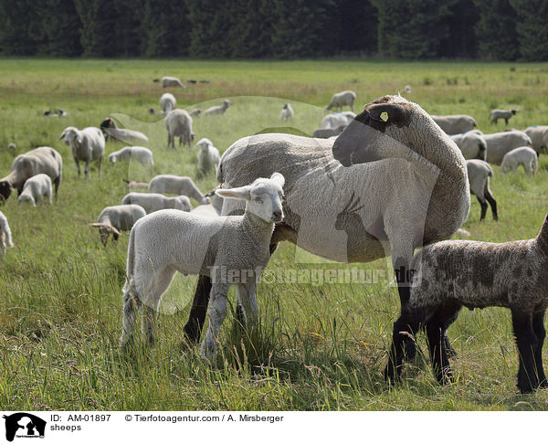 Schafe / sheeps / AM-01897