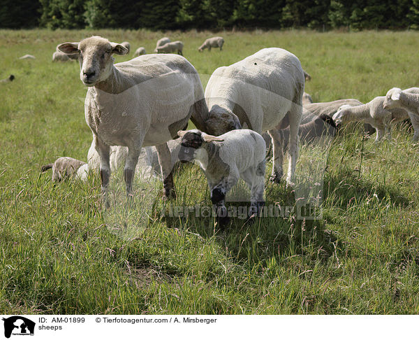 Schafe / sheeps / AM-01899