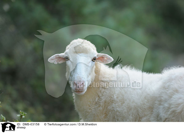 Schaf / sheep / DMS-03158