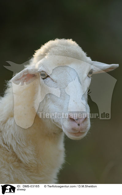 Schaf / sheep / DMS-03165