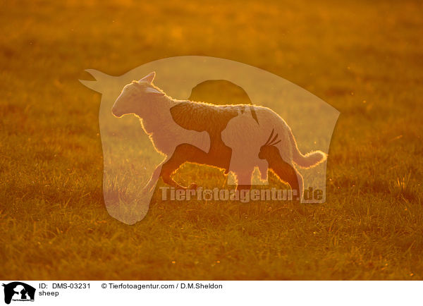 Schaf / sheep / DMS-03231