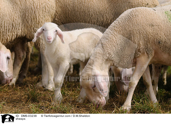 Schafe / sheeps / DMS-03238