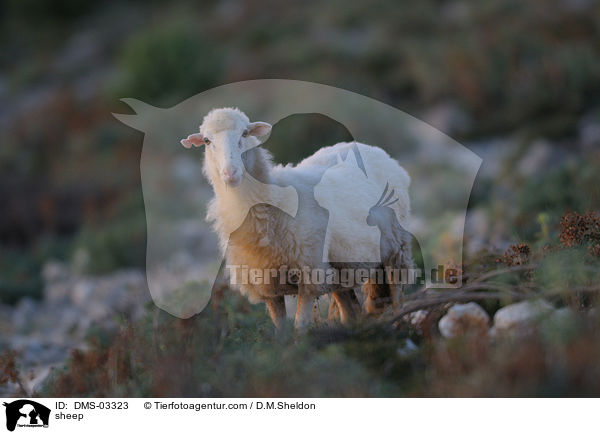 Schaf / sheep / DMS-03323