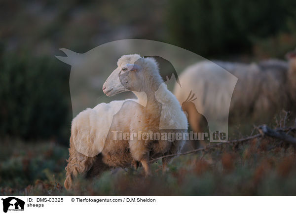 Schafe / sheeps / DMS-03325