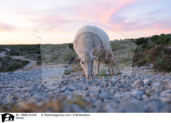 Schaf / sheep / DMS-03326