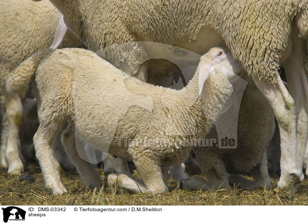 Schafe / sheeps / DMS-03342