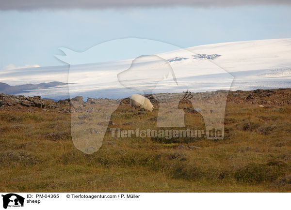 Schaf / sheep / PM-04365