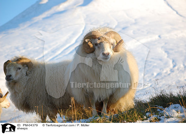 sheeps / PM-04379