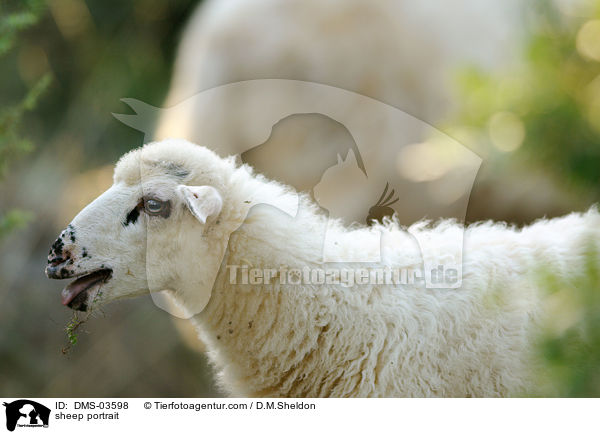 Schaf Portrait / sheep portrait / DMS-03598