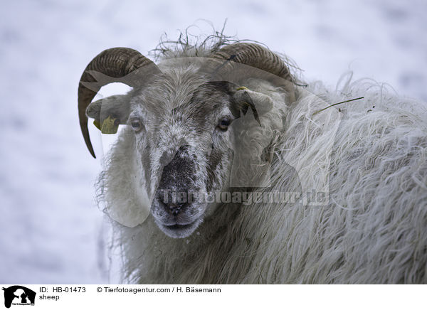 Schaf / sheep / HB-01473