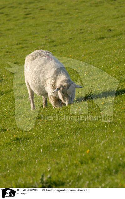 Schaf / sheep / AP-06206