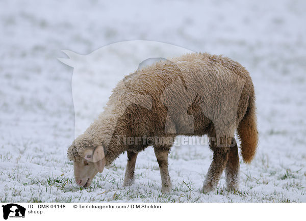Schaf / sheep / DMS-04148