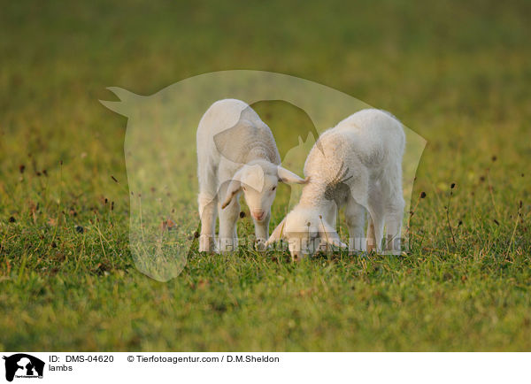 Lmmer / lambs / DMS-04620