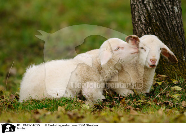 lambs / DMS-04655