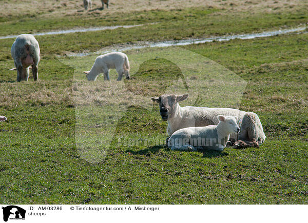 Schafe / sheeps / AM-03286