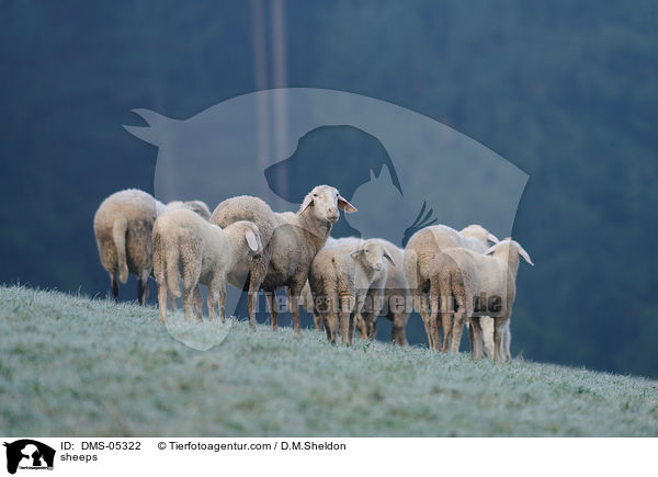 Schafe / sheeps / DMS-05322