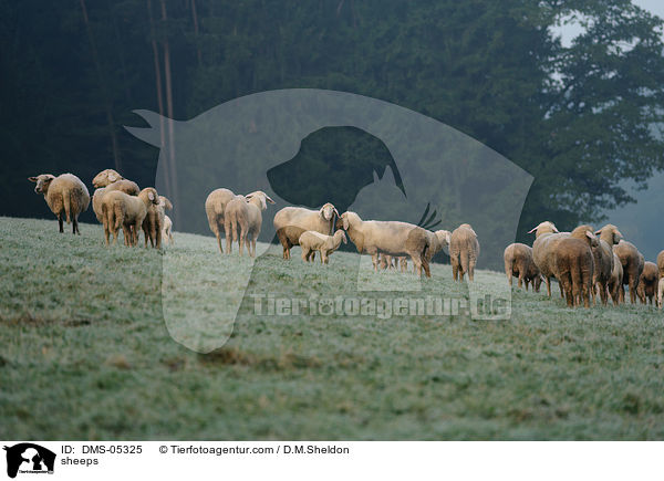 Schafe / sheeps / DMS-05325