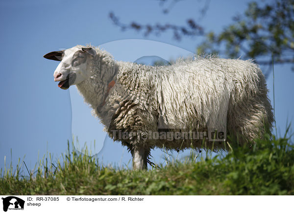 Schaf / sheep / RR-37085